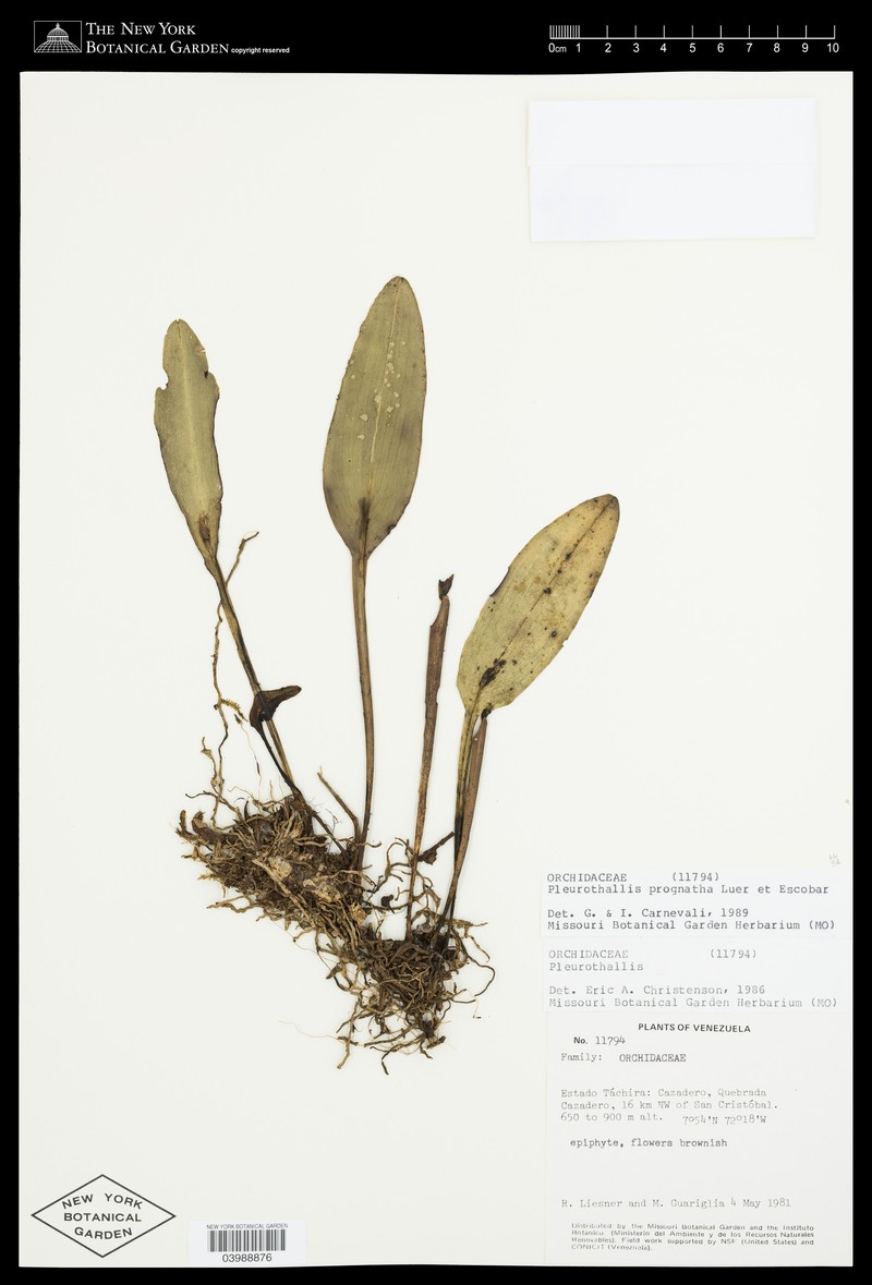 Acianthera prognatha photo 3