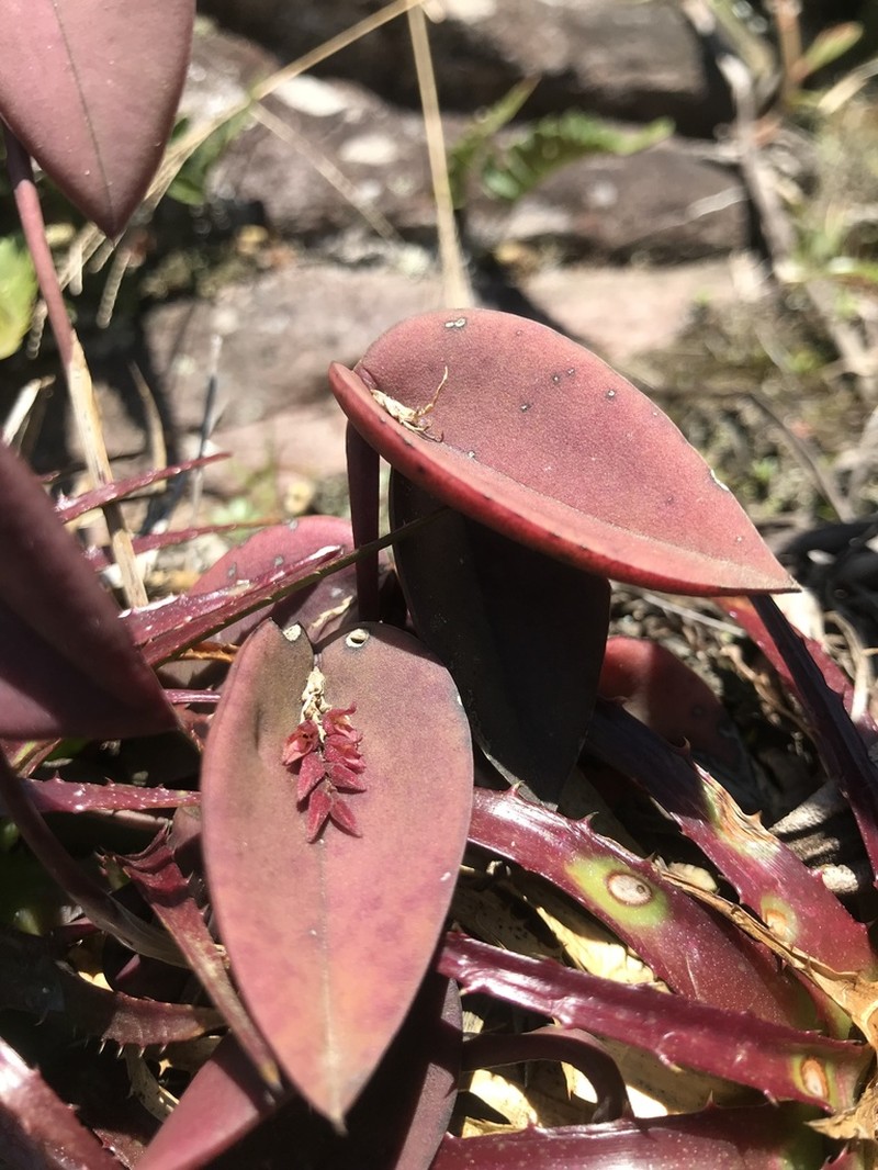 Acianthera prolifera photo 2