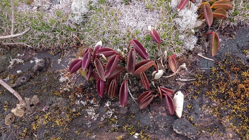 Acianthera prolifera photo 3