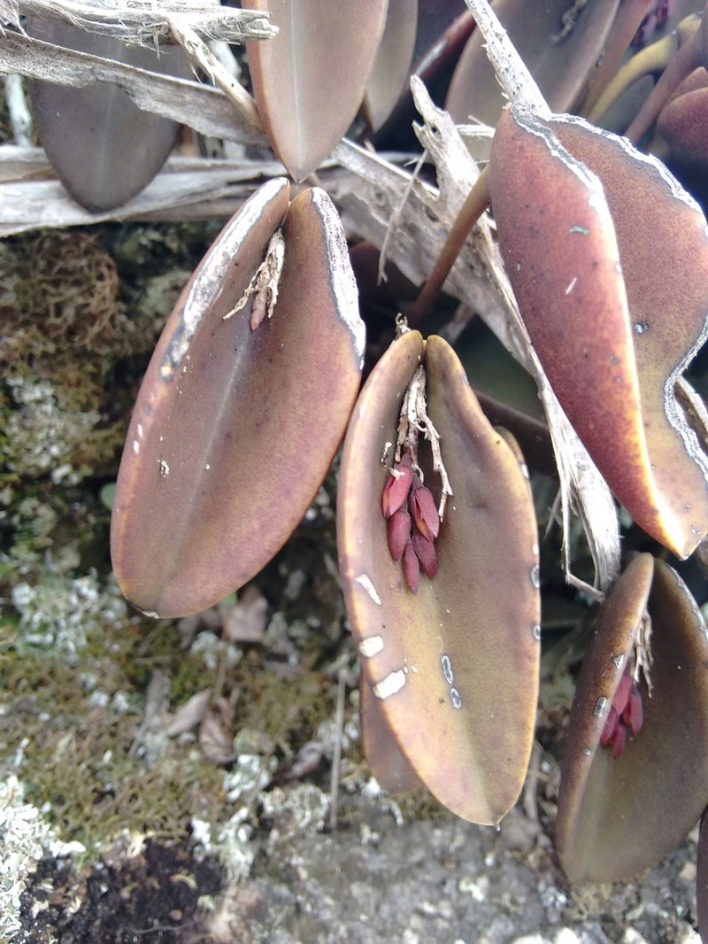 Acianthera prolifera photo 4