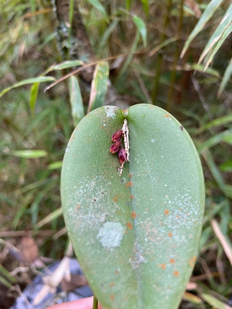 Acianthera prolifera photo 5