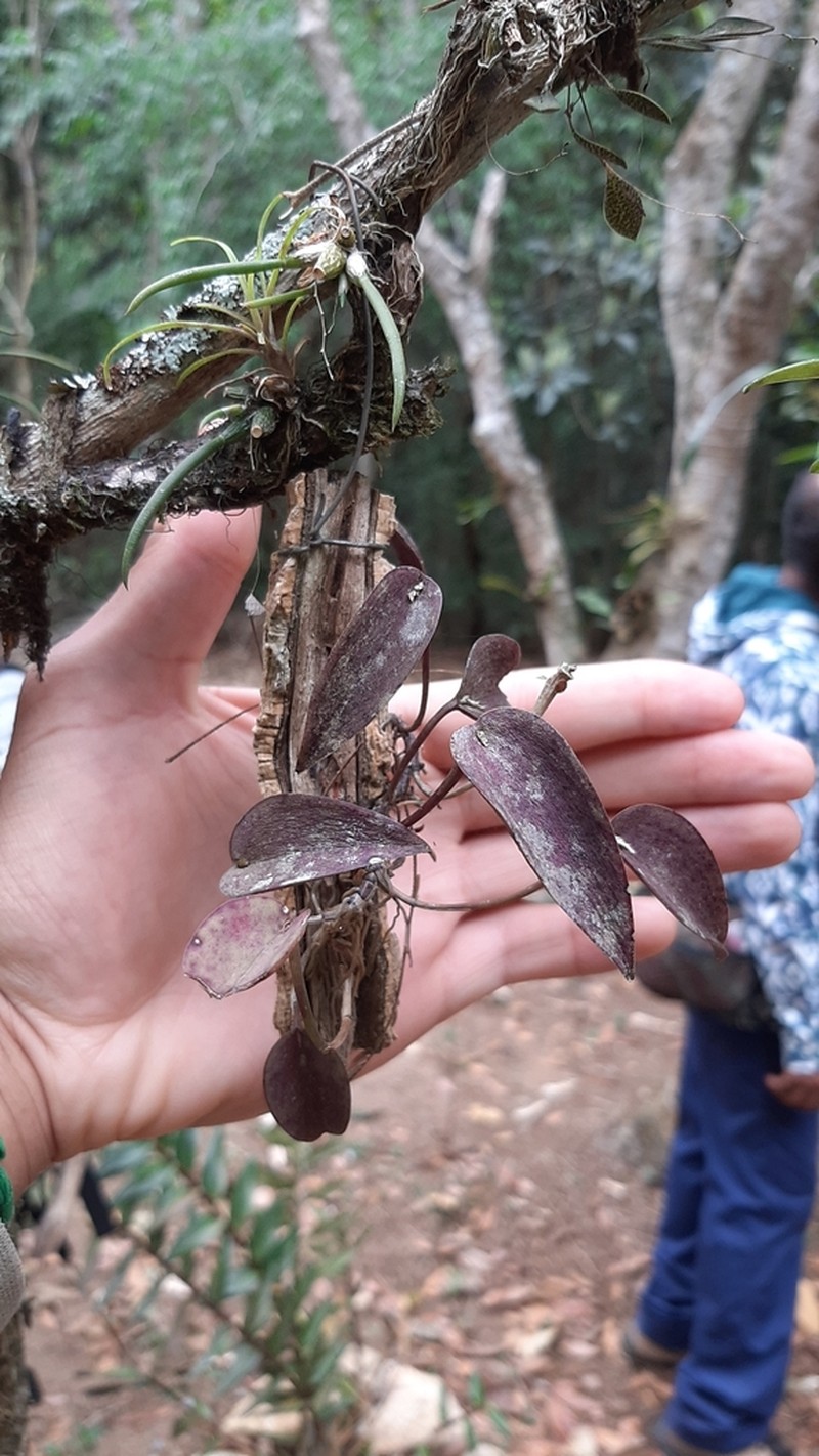 Acianthera prolifera photo 6
