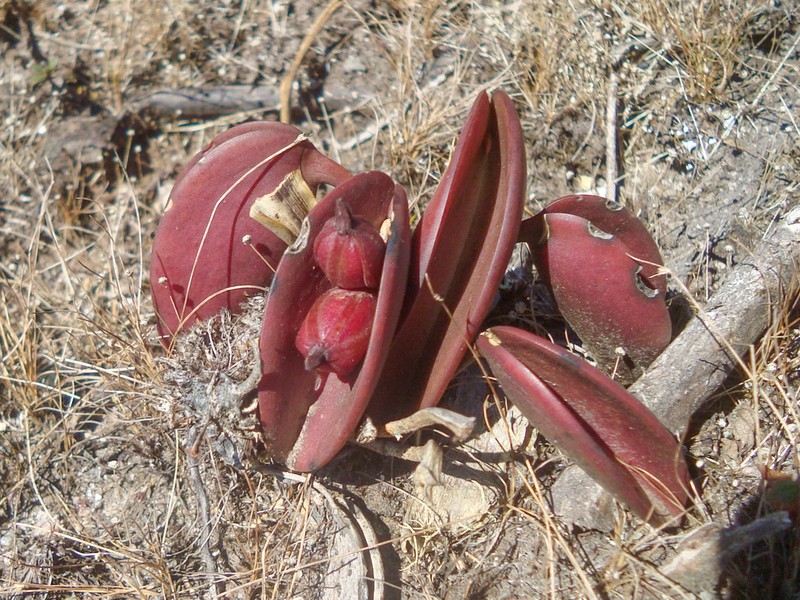 Acianthera prolifera photo 8
