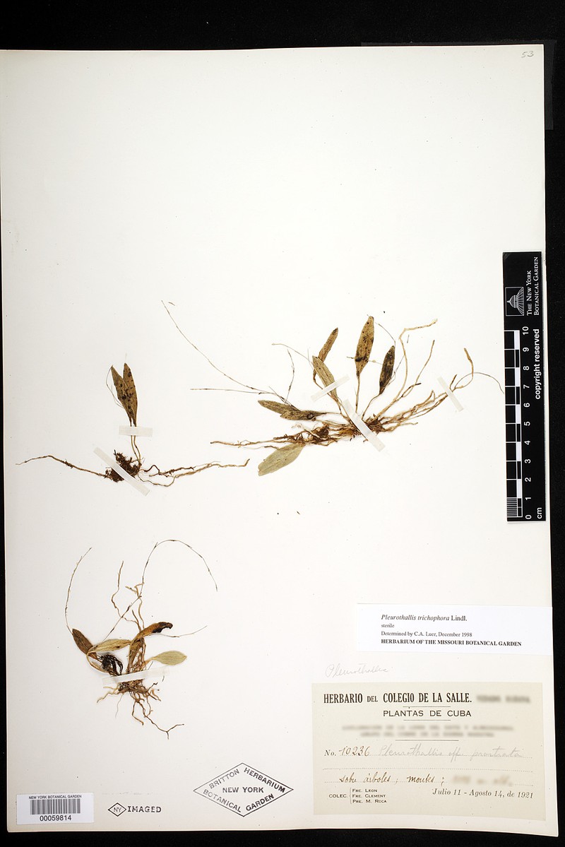 Acianthera prostrata