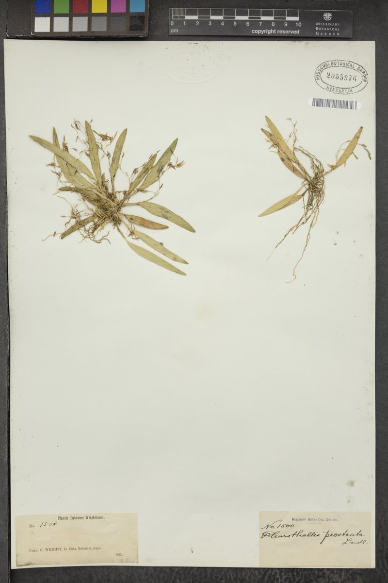Acianthera prostrata photo 2