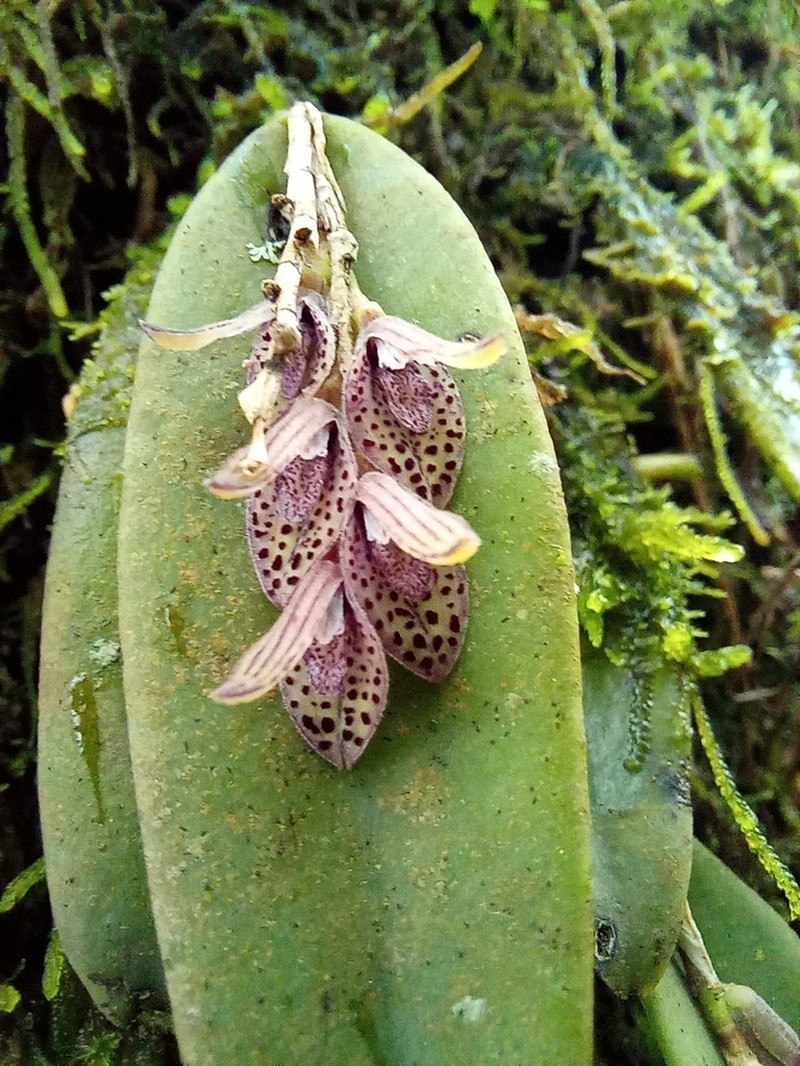 Hairy Bonnet Orchid photo 4