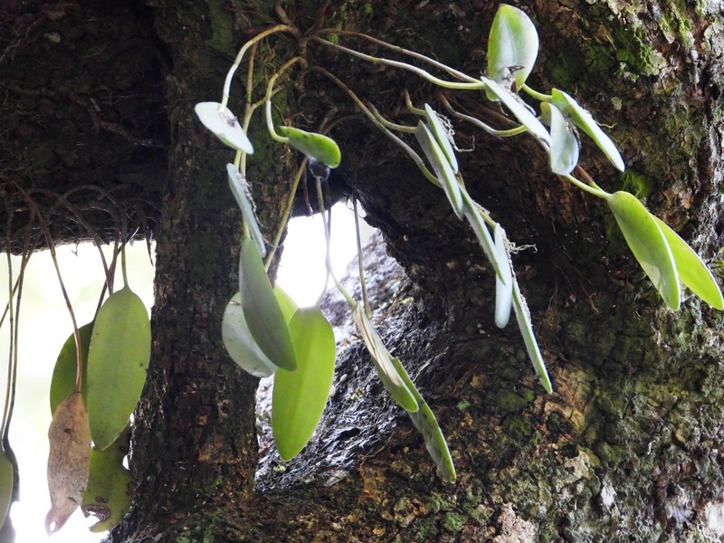 Hairy Bonnet Orchid photo 5