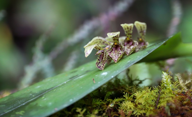 Hairy Bonnet Orchid photo 8