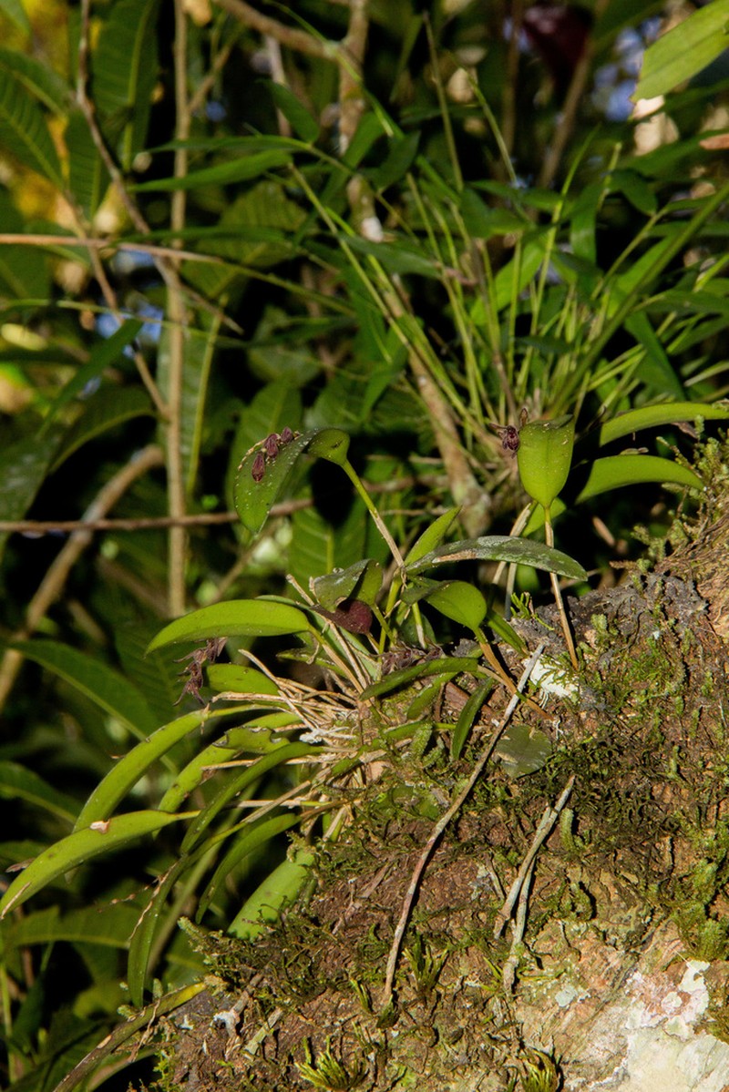 Hairy Bonnet Orchid photo 9