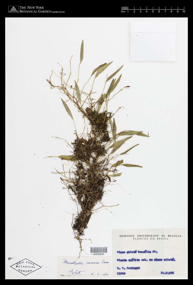 Acianthera ramosa