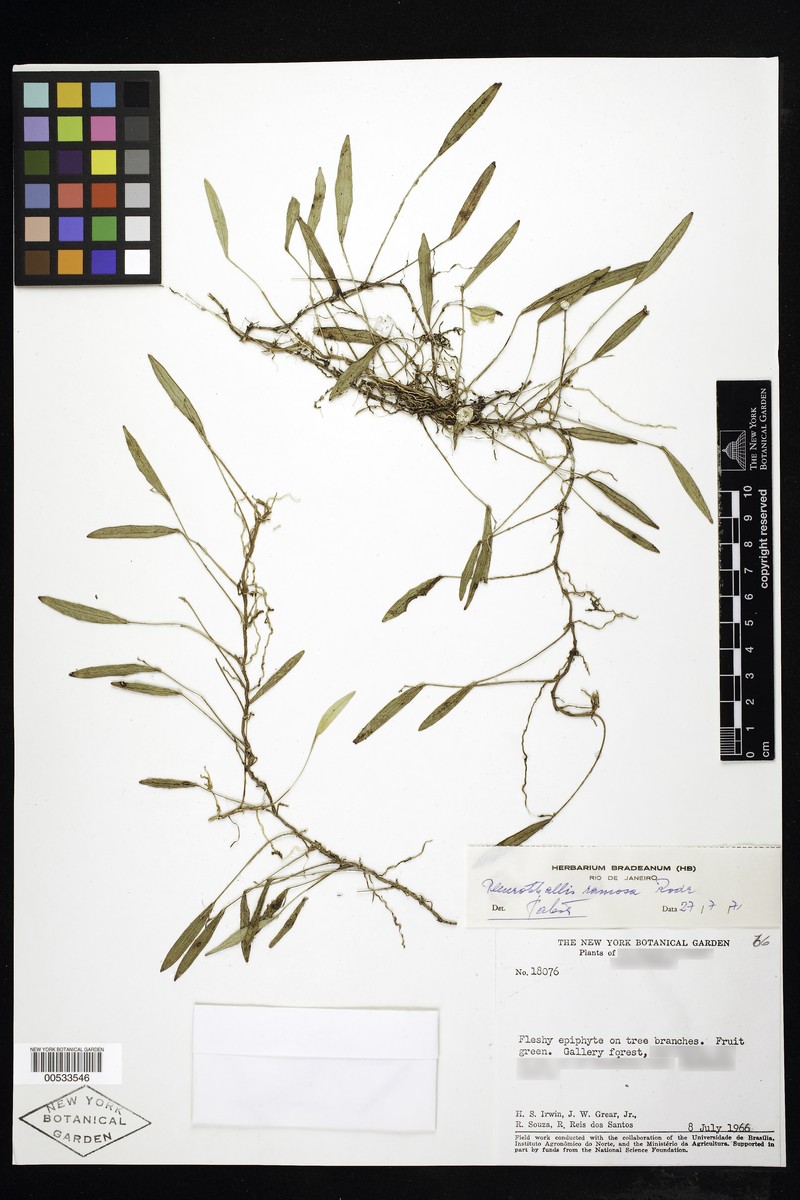 Acianthera ramosa photo 2