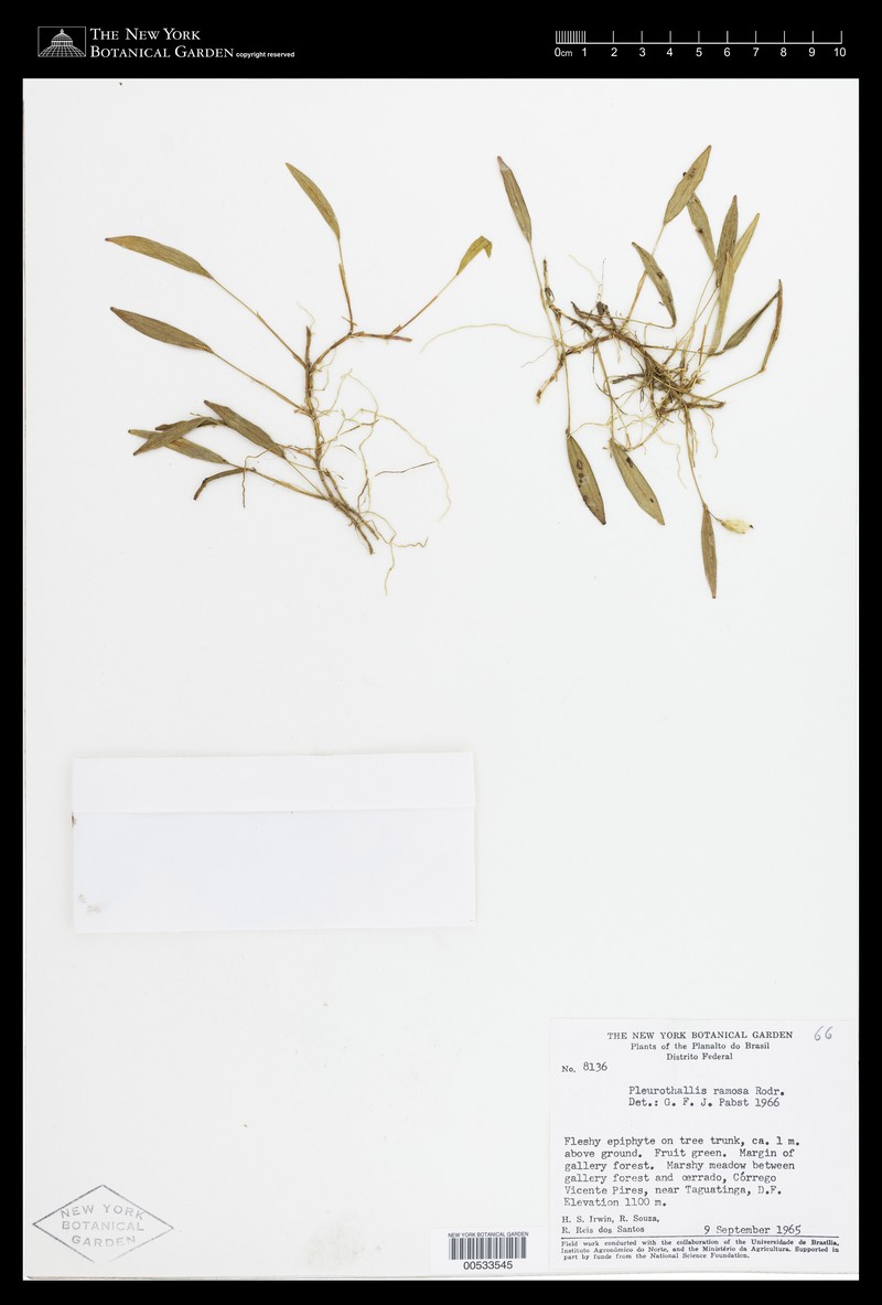 Acianthera ramosa photo 3