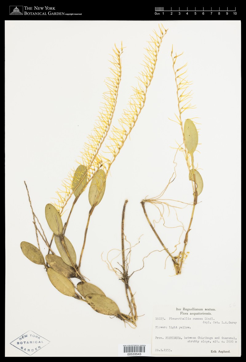 Acianthera ramosa photo 4