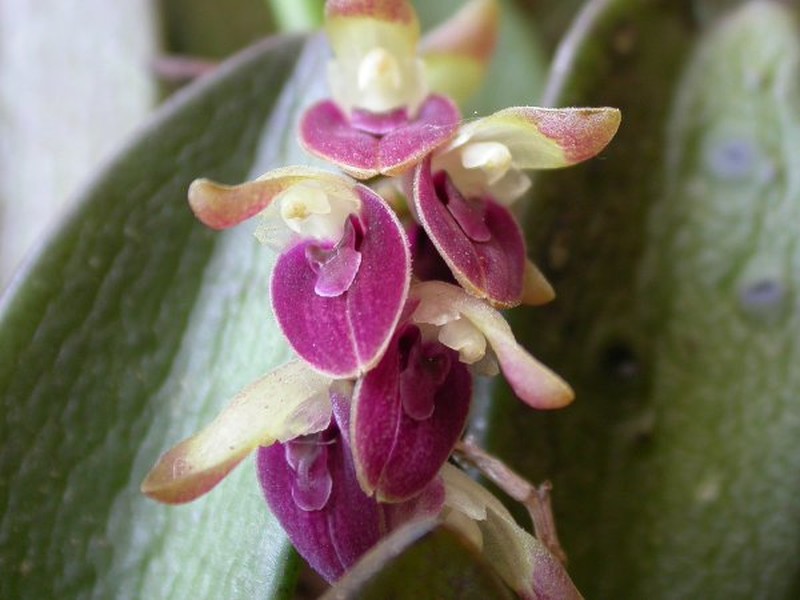Acianthera recurva