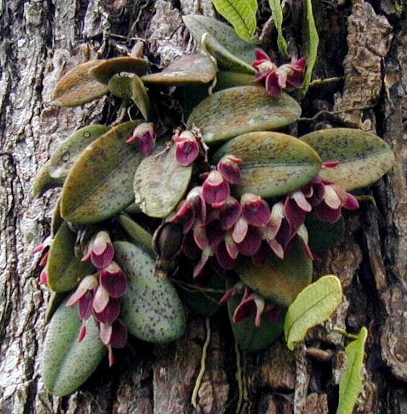 Acianthera recurva photo 2