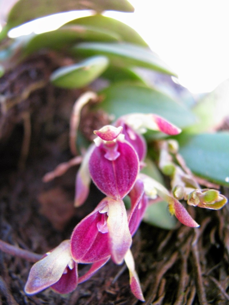 Acianthera recurva photo 3