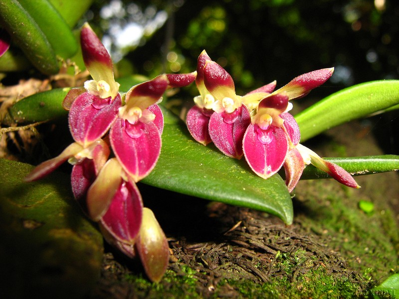 Acianthera recurva photo 4