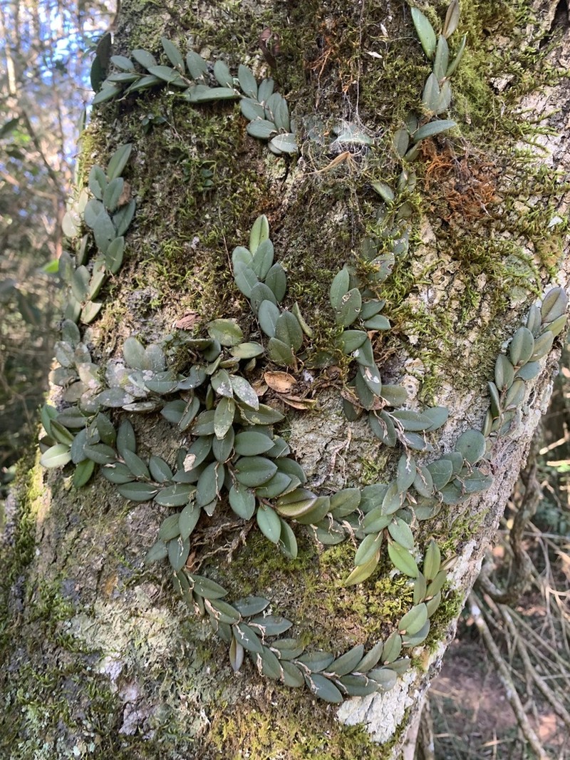 Acianthera recurva photo 5