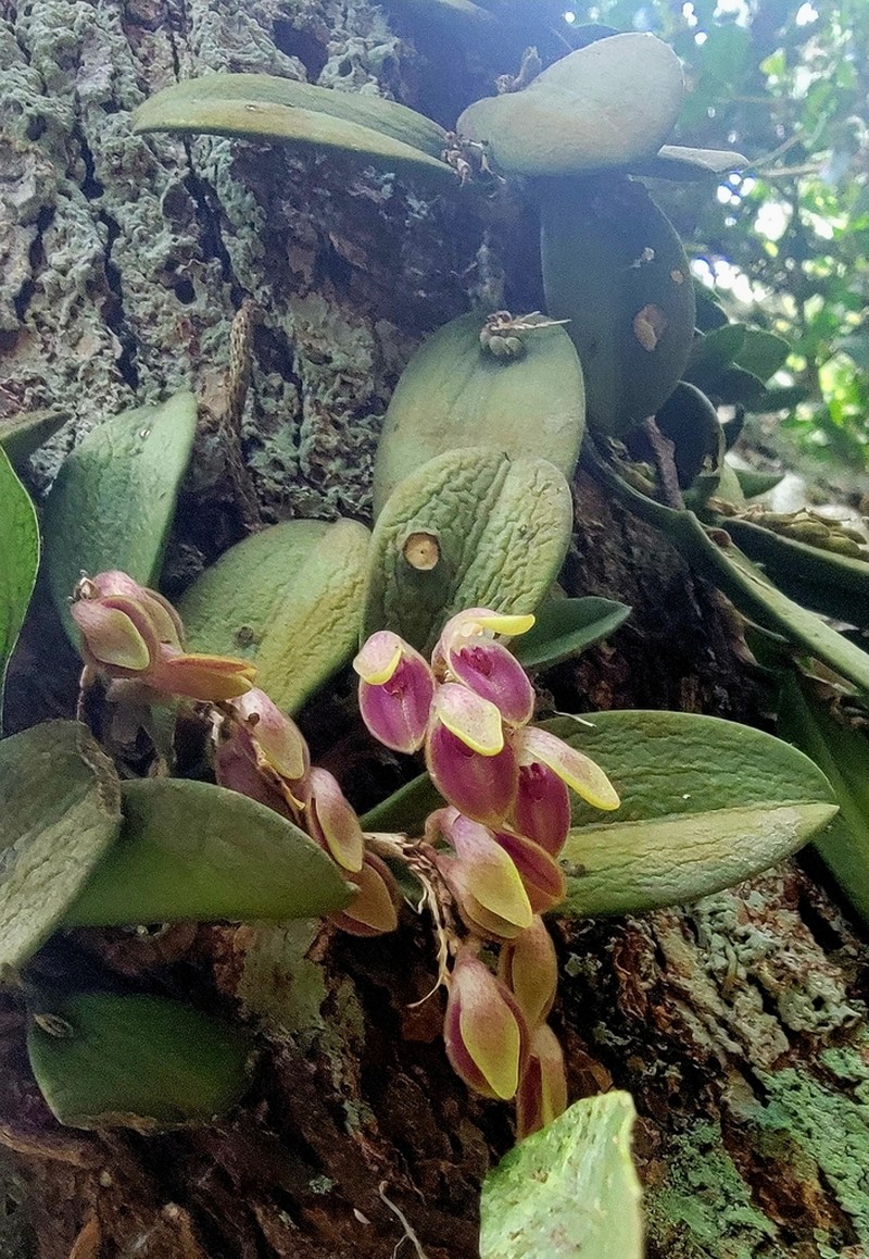 Acianthera recurva photo 6