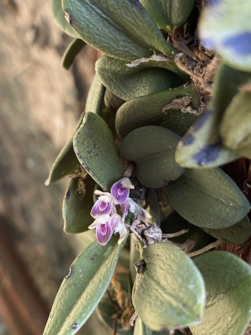 Acianthera recurva photo 7