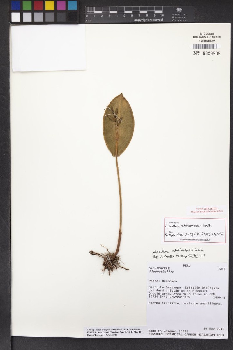 Acianthera rodolfovasquezii