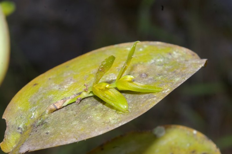 Acianthera rodolfovasquezii photo 2