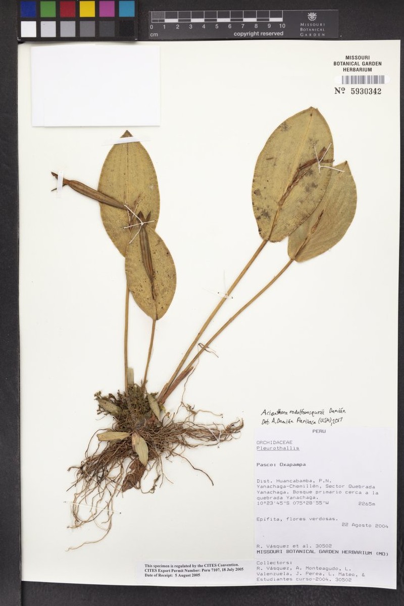 Acianthera rodolfovasquezii photo 3