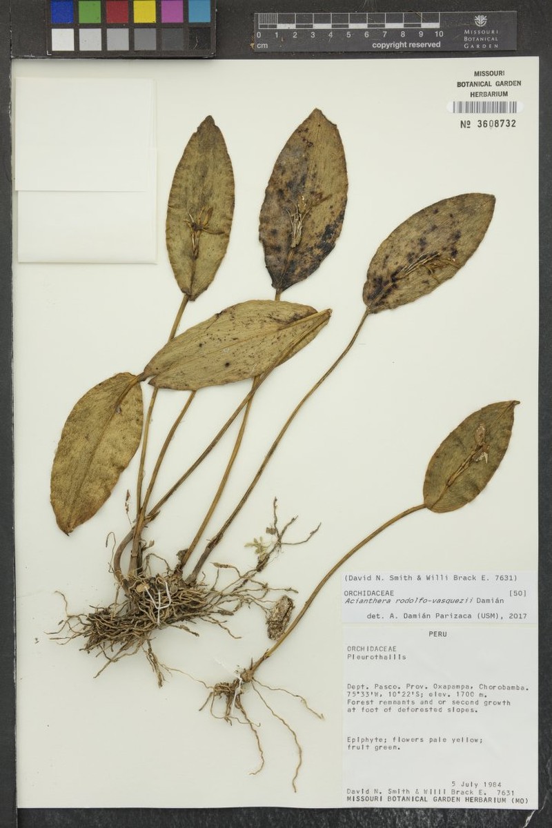 Acianthera rodolfovasquezii photo 4