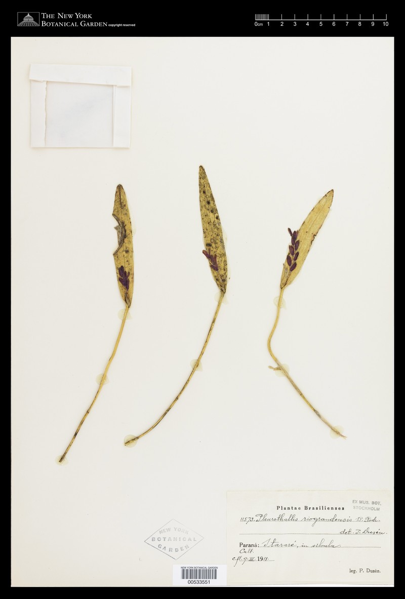 Acianthera rodriguesii