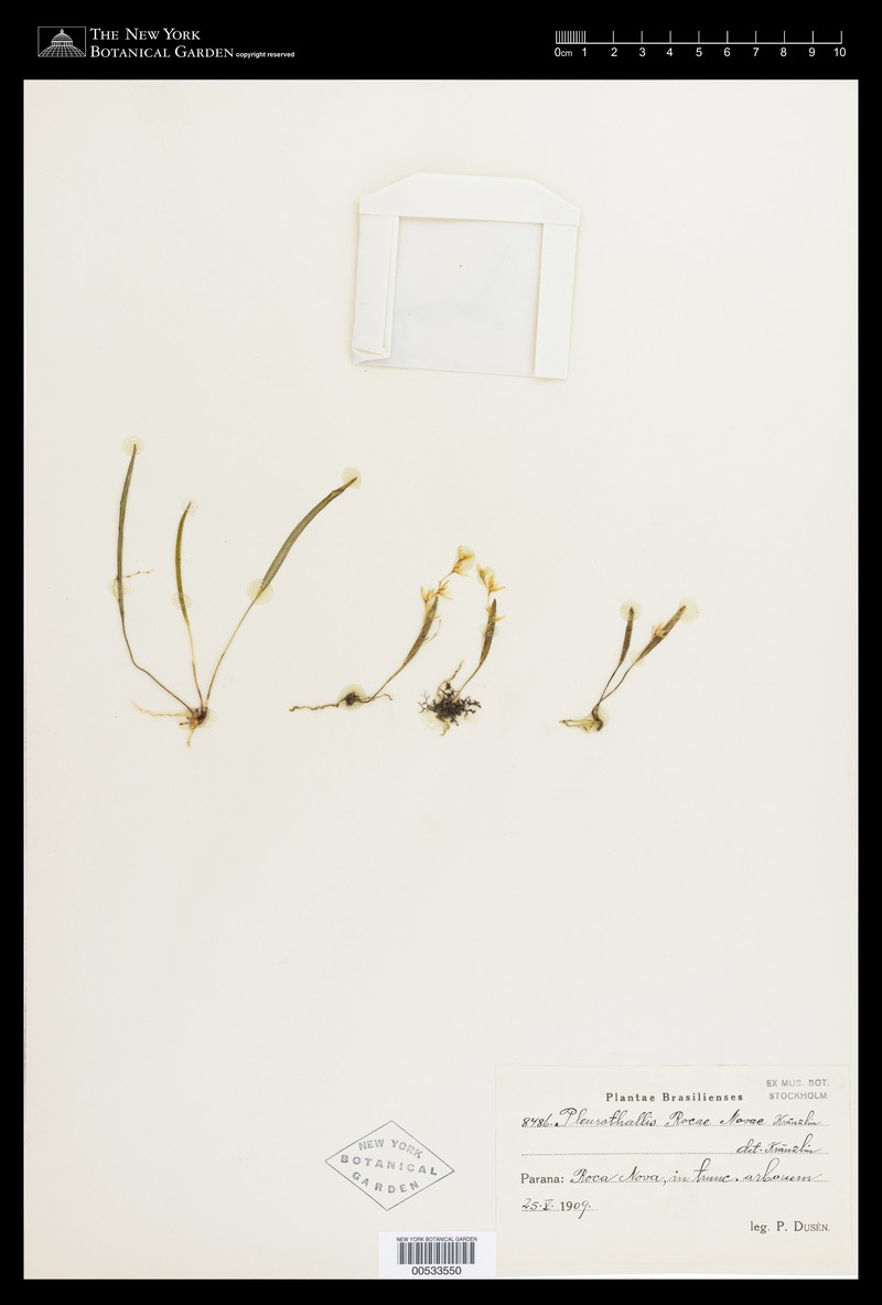 Acianthera rodriguesii photo 2