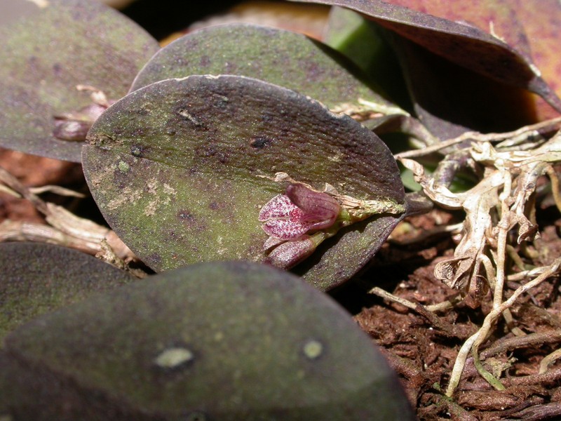 Acianthera rostellata