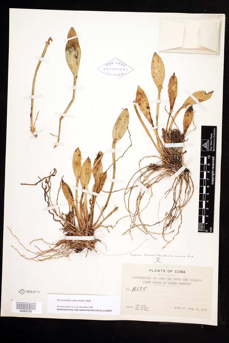 Acianthera rubroviridis