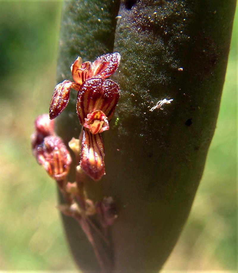 Acianthera ruizii