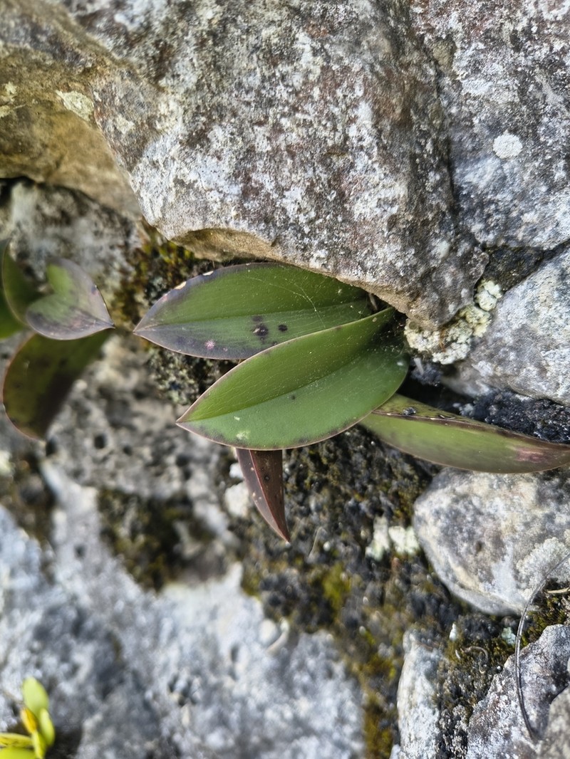 Acianthera rzedowskiorum photo 5