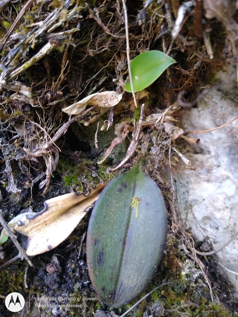 Acianthera rzedowskiorum