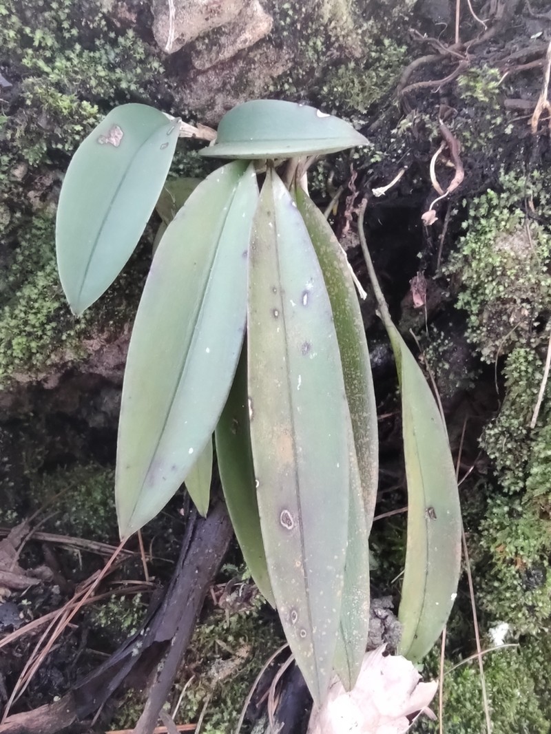 Acianthera rzedowskiorum photo 2