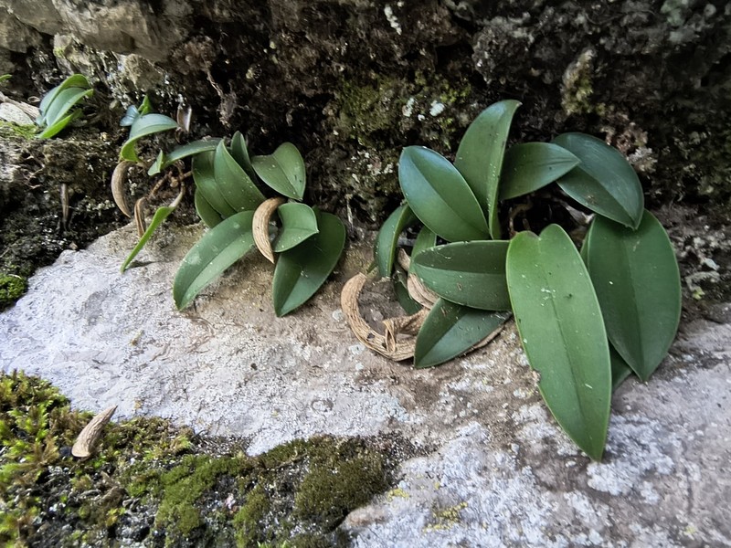 Acianthera rzedowskiorum photo 3