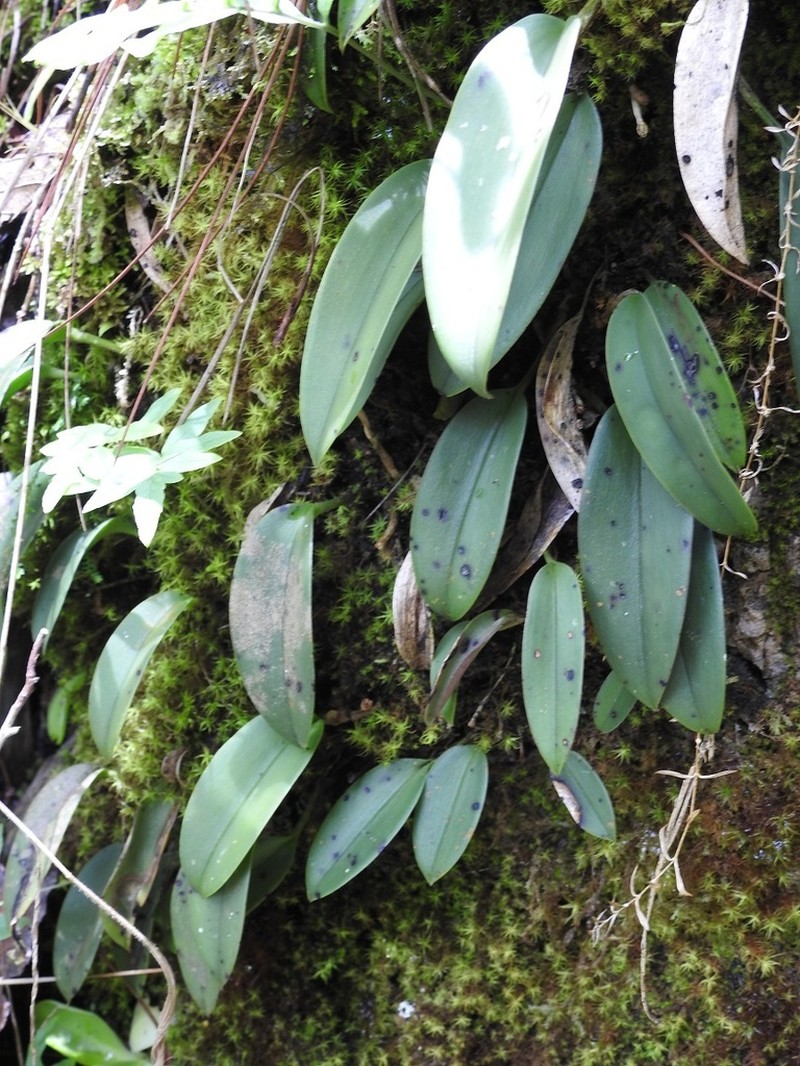 Acianthera rzedowskiorum photo 4