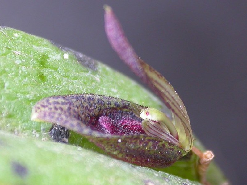 Acianthera saundersiana