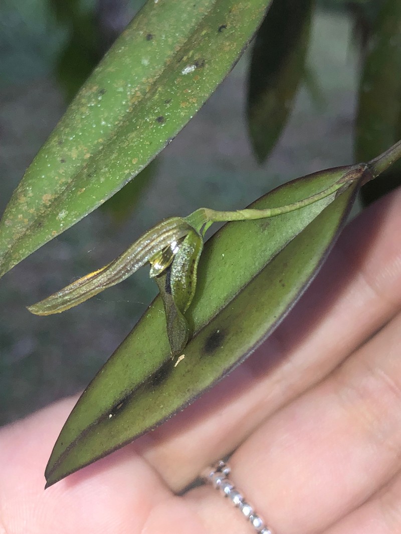 Acianthera saundersiana photo 2