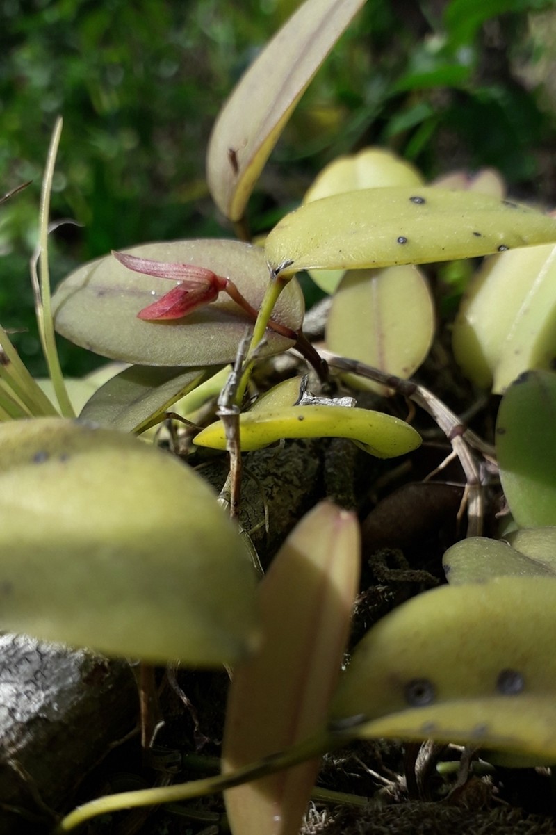 Acianthera saundersiana photo 3
