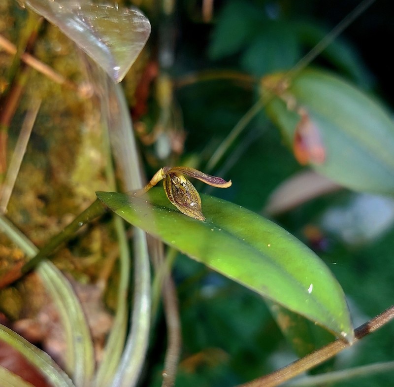 Acianthera saundersiana photo 4