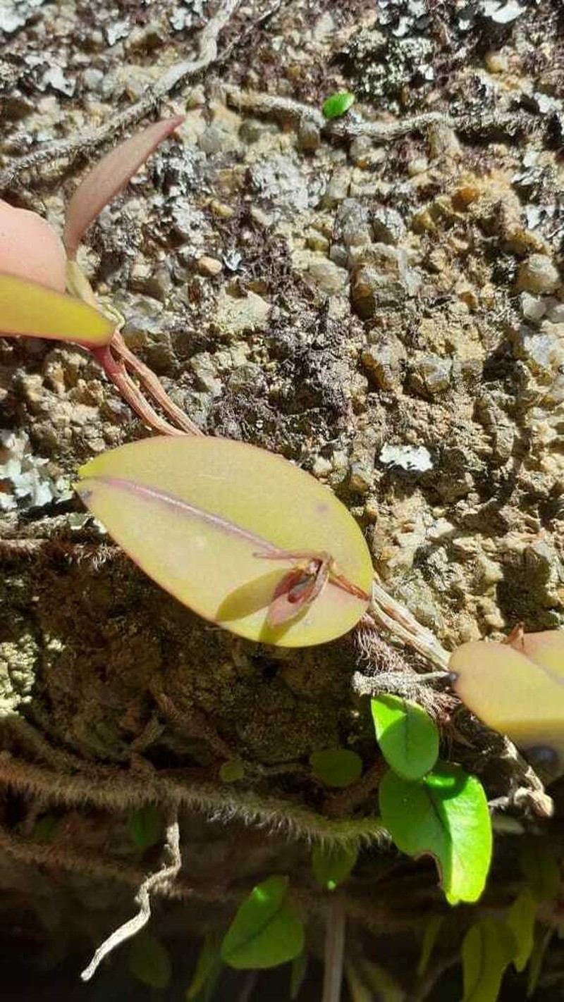 Acianthera saundersiana photo 5