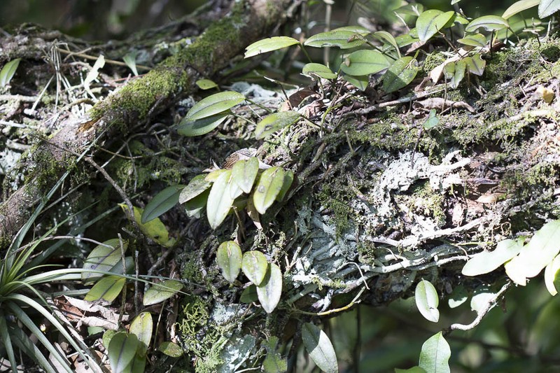 Acianthera saundersiana photo 6