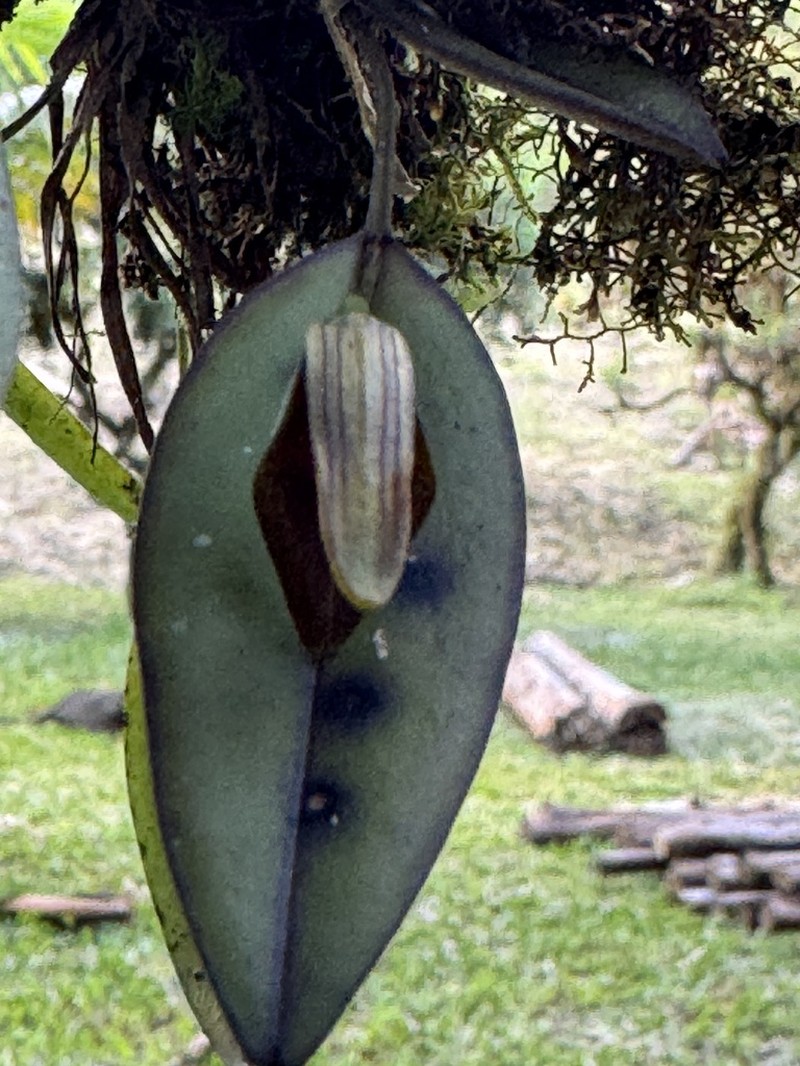 Acianthera saundersiana photo 7