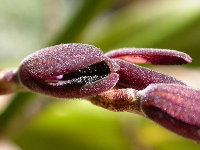 Acianthera saurocephala