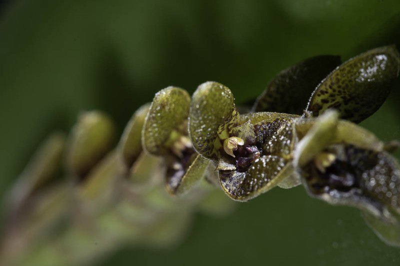 Acianthera saurocephala photo 2