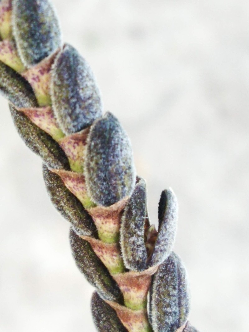 Acianthera saurocephala photo 3
