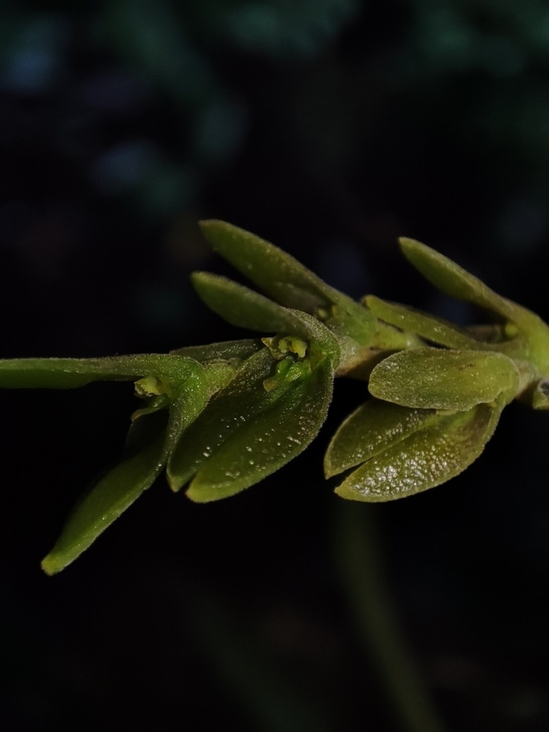 Acianthera saurocephala photo 4
