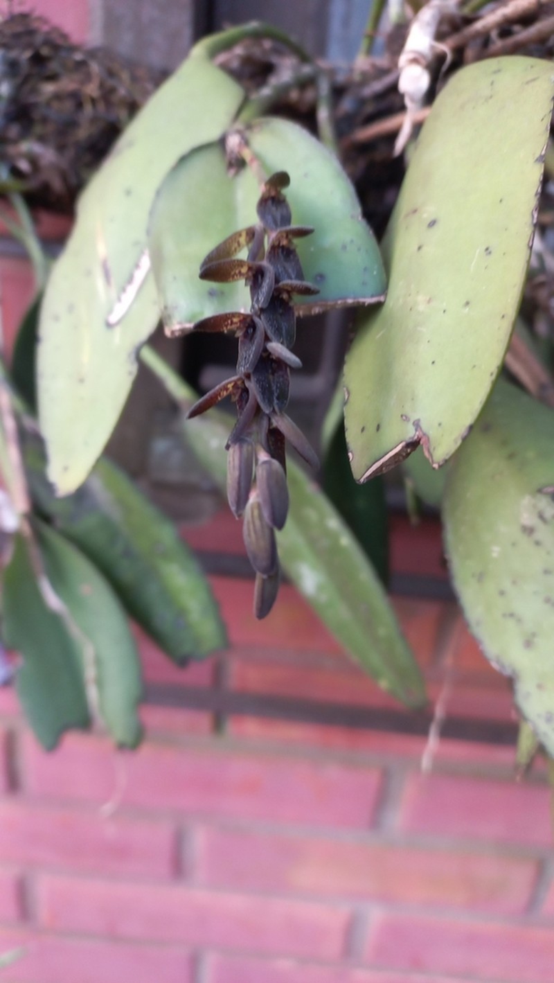 Acianthera saurocephala photo 5